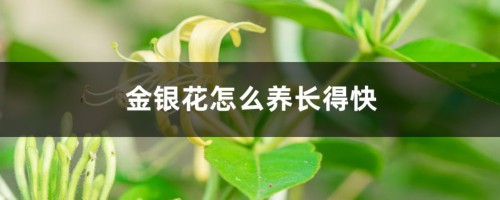 金银花怎么养长得快