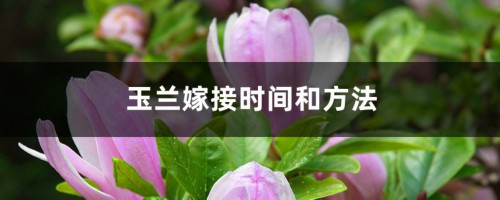 玉兰嫁接时间和方法